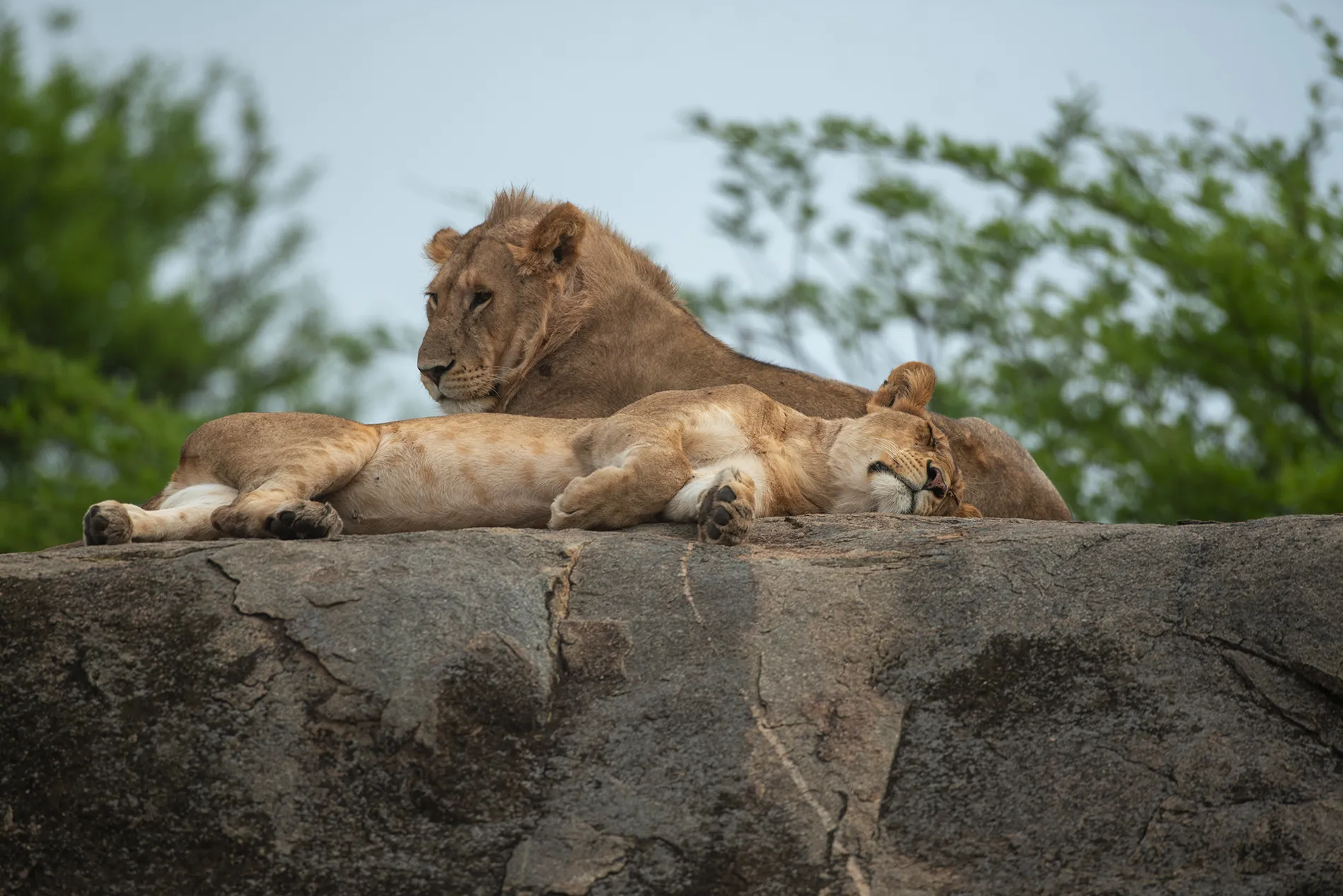 Lion on a stone serengeti safari